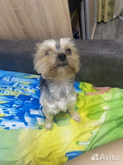 Йоркширский терьер мини