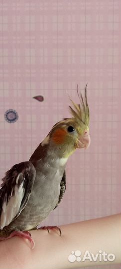 Корелла птенцы