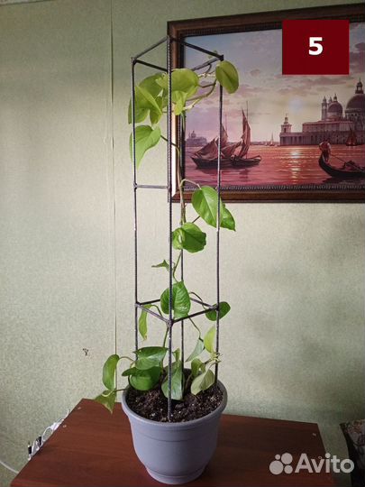 Сциндапсус (эпипремнум) на металлической стелле