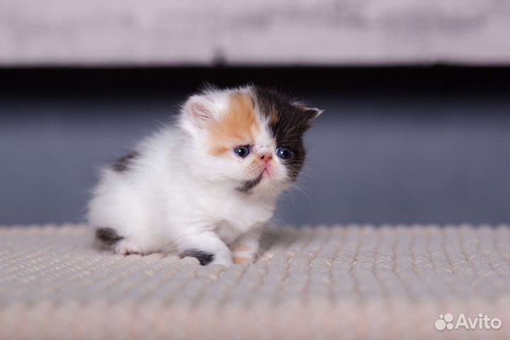 Котята экзо