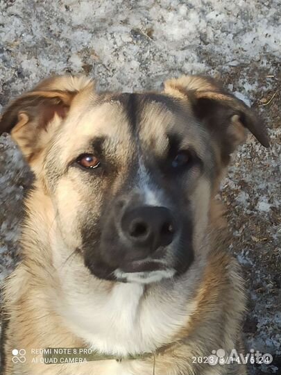 Собака в добрые руки