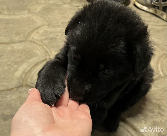 Щенки немецкой овчарки