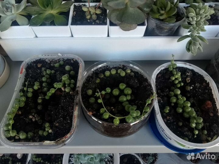 Суккуленты Крестовник