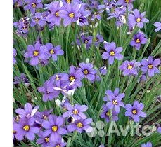 Садовые многолетние цветы