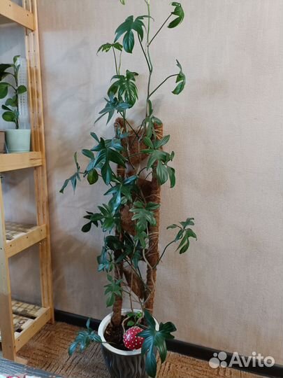 Филодендрон дольчатый