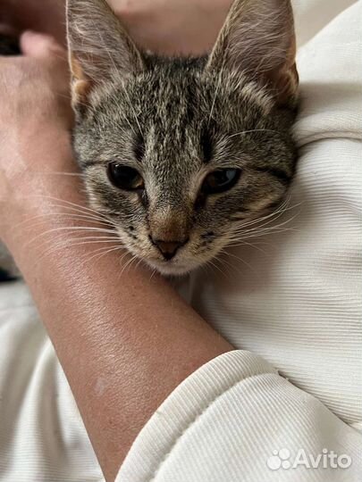 Котенок в добрые руки