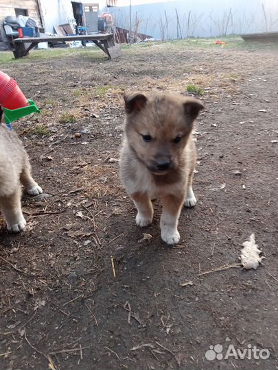Продам щенят западносибирской лайки