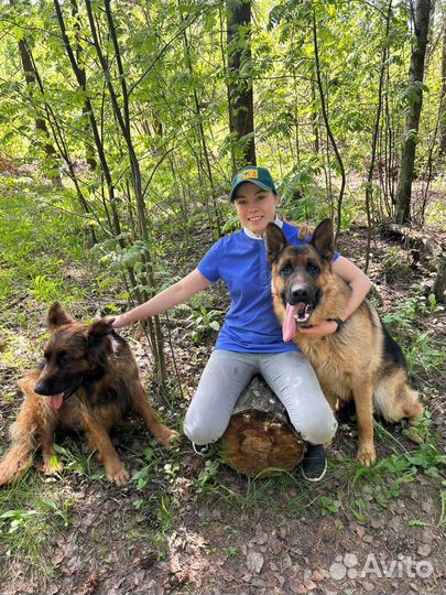 Немецкая овчарка вязка