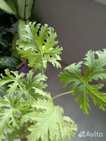 Аглаонему Крит