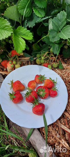 Рассада клубники