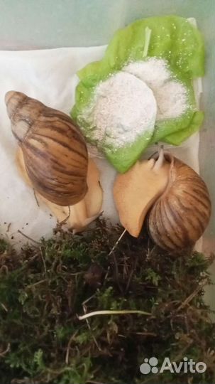 Улитки ахатины и архахатины