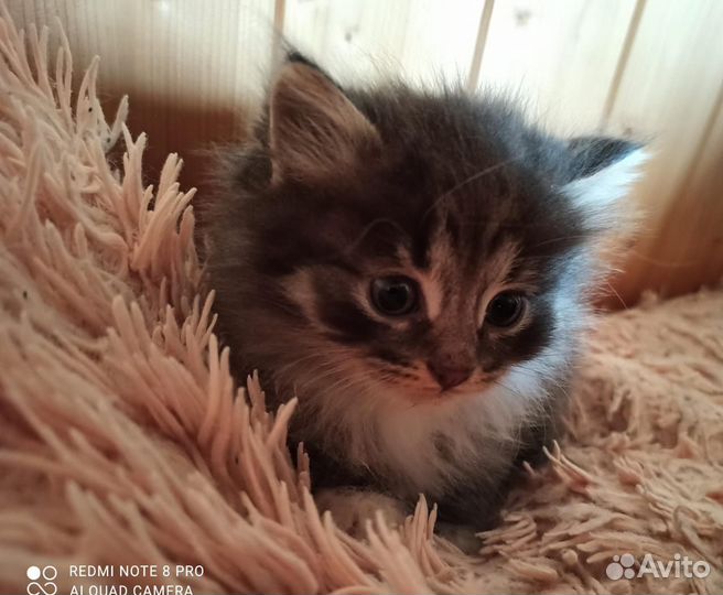 Турецкая ангора