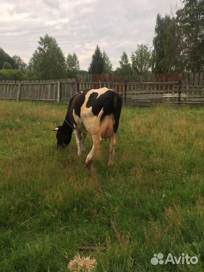 Корова дойная