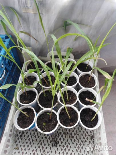 Доставка рассады