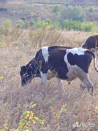 Продам бычков, тёлок