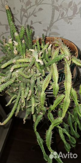 Комнатные растения цветы