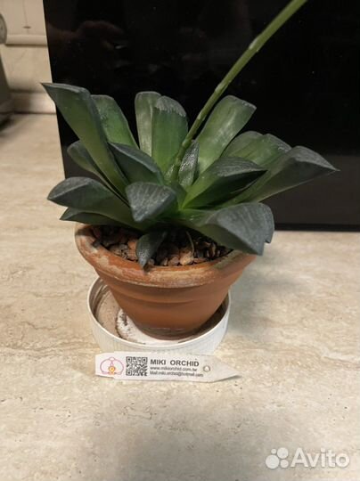 Хавортия (Haworthia correcta)