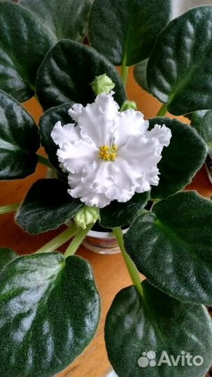 Фиалка (сенполия) разных сортов