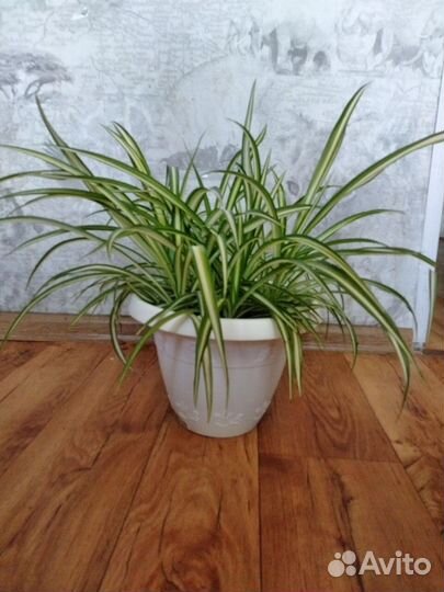Хлорофитум в горшке