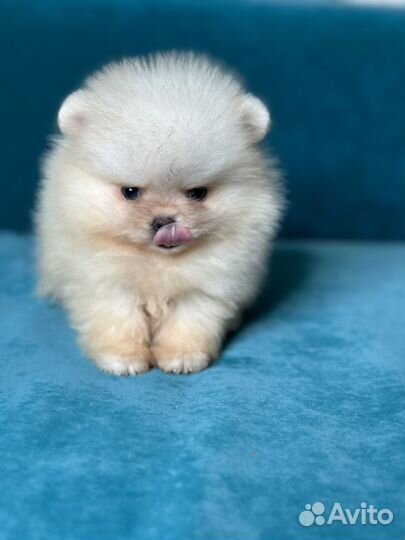 Мини шпиц мальчик