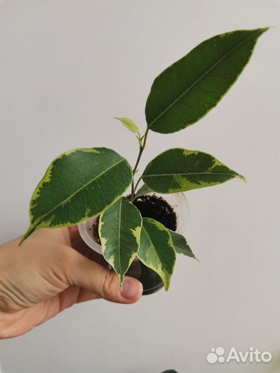 Фикус Бенджамина Бафт