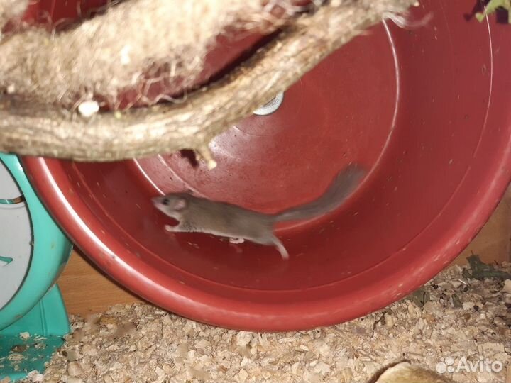 Бельчата африканской сони (цена за пару)