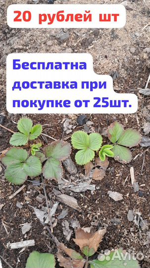 Усы клубники