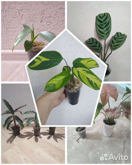 Ктенанта Лубберса, Бурле Маркси,Строманта триколор