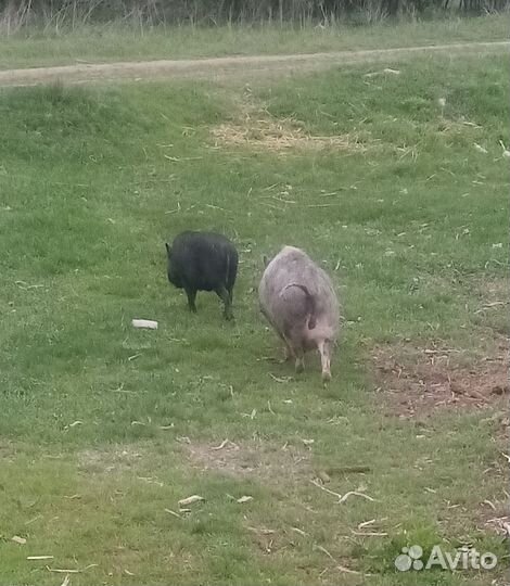 Вьетнамский свиньи