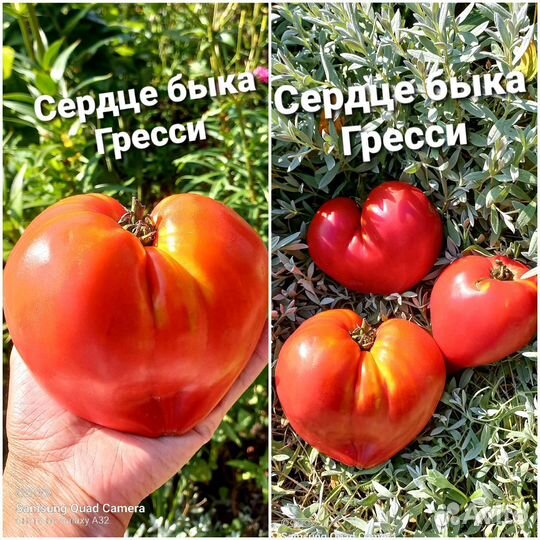 Семена помидор