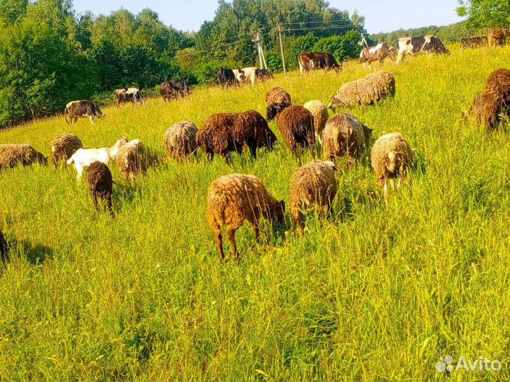 Коровы молочные для, мясо