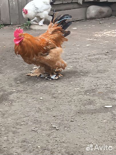 Петух лахматый