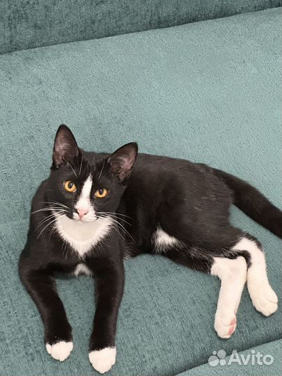 Котёнок 5 месяцев