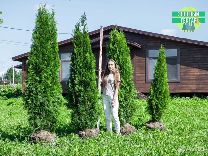 Туи смарагд 200 см свежая копка 2023