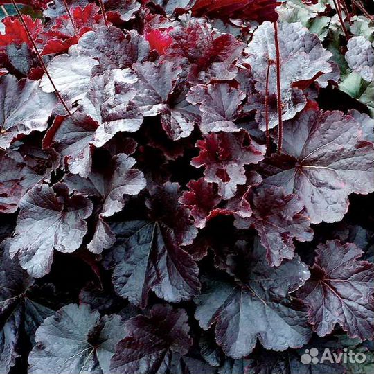 Растения для сада дачи