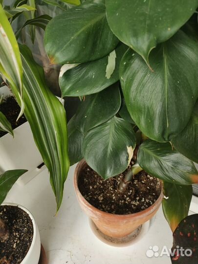 Филодендрон белый рыцарь