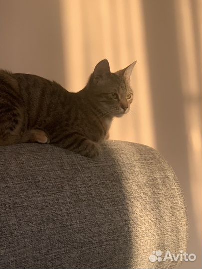 Кошка в дар