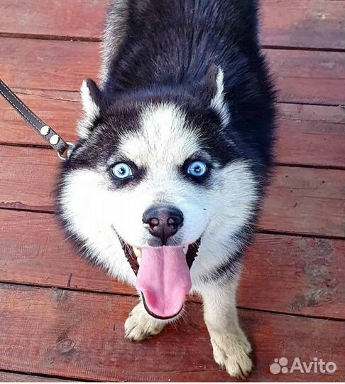 Сибирский хаски