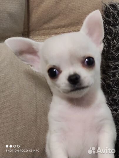 Белая красотка