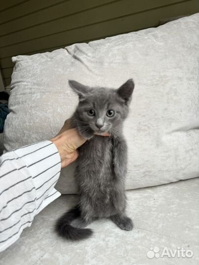 Котенок мальчик