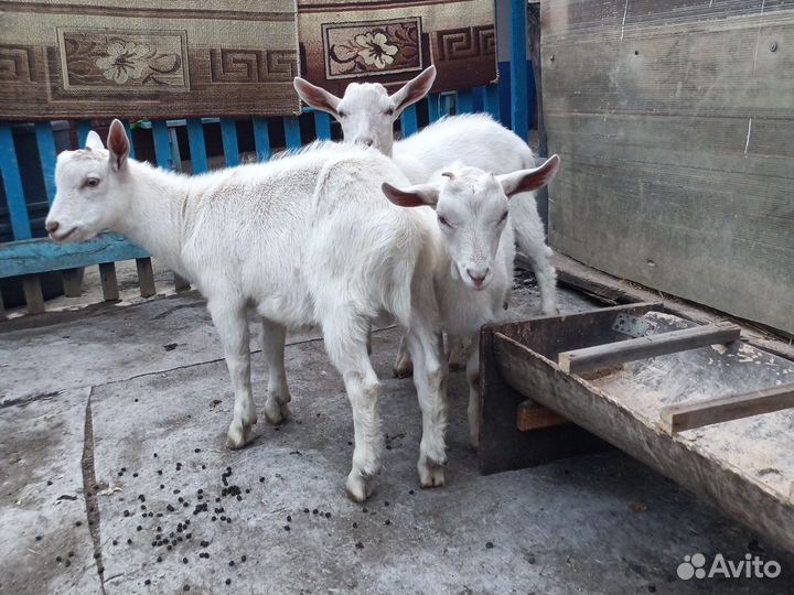 Коза + козлята