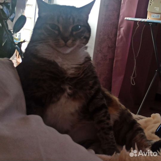 Кошки в добрые руки