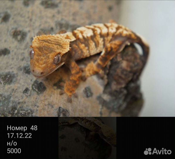 Реснитчатые бананоеды