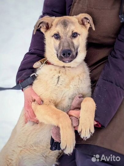 Собака из приюта в добрые руки