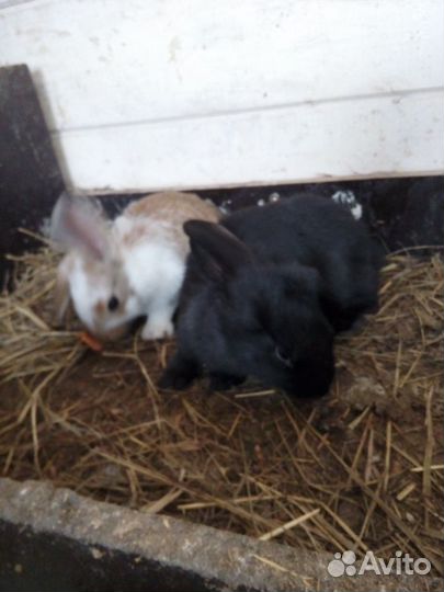 Кролики белый панон на разведение и мясо