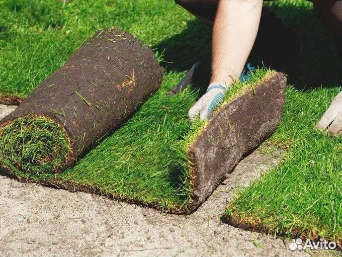 Рулонный газон с укладкой и под ключ