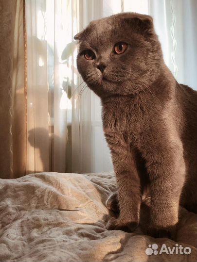 Вязка кошек,услуга от вислоухого кота Шотландца