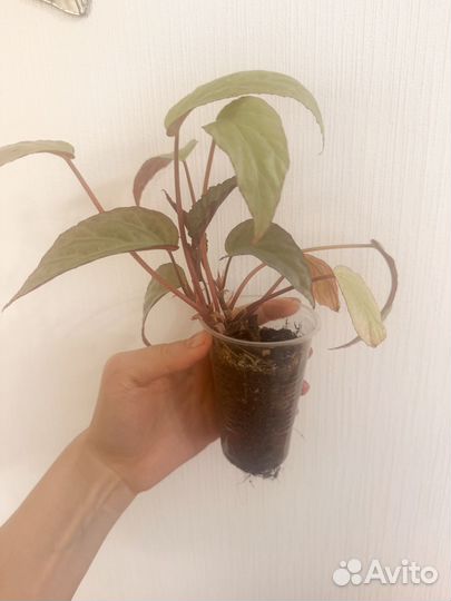 Бегония декоративно лиственная