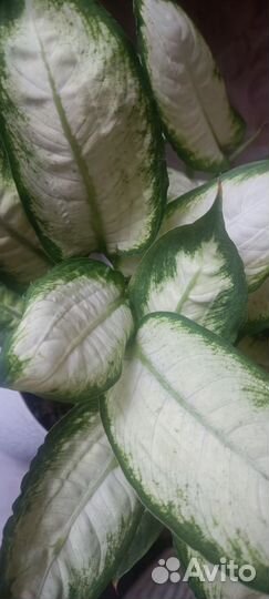 Диффенбахия