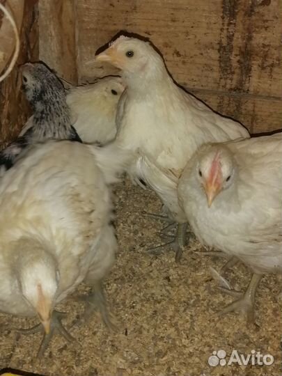 Курочки молодки